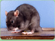 rat control Bridlington