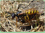 wasp control Bridlington